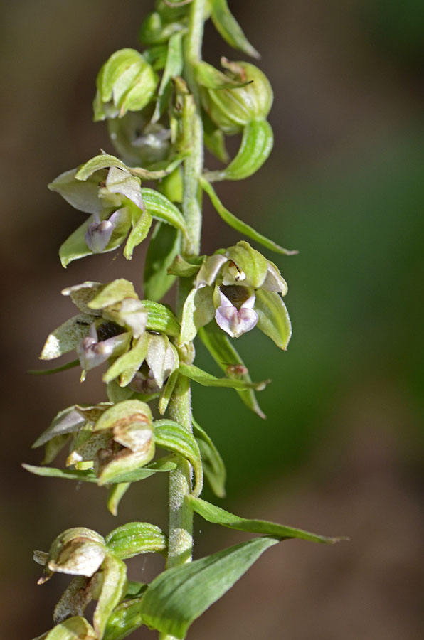 Epipactis sp?